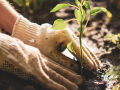 A gardener wearing white cotton gloves plants a seedling in wet soil.