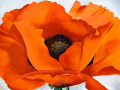 red poppy on a blue background