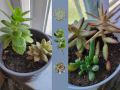 Various potted succulent plants