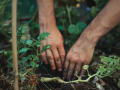 two hands planting a tomato plant