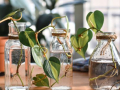 green plant cuttings in vases