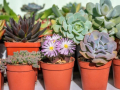 Many different succulent plants in individual pots.