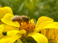 bee on flower header
