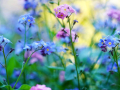 image of colorful flowers