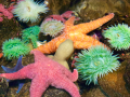 Multicolored starfish and urchins underwater, on rocks.