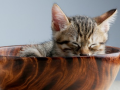 A kitten relaxing in a wooden bowl.