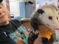 A woman in a baseball cap holds a possum aloft as children watch in the background.