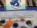 marine tidepool with various sea creatures such as star fish, sea urchins, and sea snails