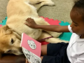 A young girl reading to a dog who is lying down with its head in her lap.