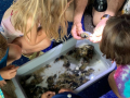 A group of children observing marine life.