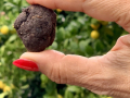 Fingers holding a ball of soil with seeds. 